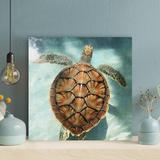 Bayou Breeze Brown Turtle Swimming In Water - 1 Piece Square Graphic Art Print On Wrapped Canvas Metal in Blue/Brown | 32 H x 32 W x 2 D in | Wayfair