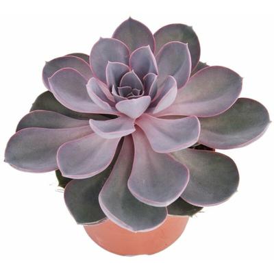 Echeveria Perle von Nürnberg - grosse Pflanze im 12cm Topf