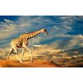 Affiche girafe dans le sable - 60x40cm - made in France - Bleu