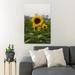 Gracie Oaks Yellow Sunflower In Bloom During Daytime 34 - 1 Piece Rectangle Graphic Art Print On Wrapped Canvas in Green/Yellow | Wayfair