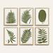 Fern Leaf Sage Art - Print I, 26" X 20" - Ballard Designs