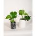 Upshining Live Plant Monstera w/ Ceramic Planter Pots 5"/6" Black Marble in White | 8 H x 5 D in | Wayfair 4M-CDbmCSw