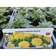African Marigold Yellow 12 Plants 2 x 6 pack
