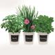 Grow Your Own Vegetable Indoor Flavours: Trio Herb Set