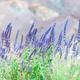 Lavender Plants - 'Blue Star' - 2 x Full Plants in 1 Litre Pots