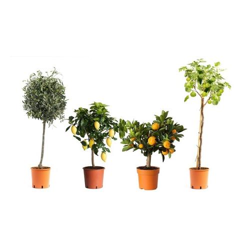 Mediterrane Pflanzen: 8er-Set