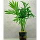 Chamaedorea Elegans Palm Live Indoor House Plant Purifies Air