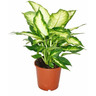 Dieffenbachia - Zimmerpflanzen - Topfpflanze für Anfänger 17cm Topf