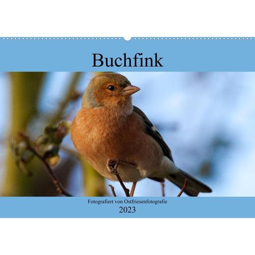 Buchfink - Fotografiert von Ostfriesenfotografie (Wandkalender 2023 DIN A2 quer)