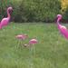 Arlmont & Co. Geraldyne Flamingo Family Garden Stake Resin/Plastic | 8 H x 4 W x 6 D in | Wayfair DEF4B10F71B94A2B9CF5EE35AF67694C