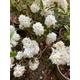 Dwarf White Rhododendron 'Milky Way' 2 Litre Pot (Free UK Postage)