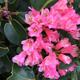 Dwarf Pink Rhododendron 2 Litre Pot (Free UK Postage)