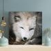 Millwood Pines A White Gray Fox In Close-Up - 1 Piece Square Graphic Art Print On Wrapped Canvas Metal in Gray/White | 32 H x 32 W x 2 D in | Wayfair