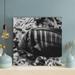 Rosecliff Heights Black & White Fish In Close Up Photography 1 - Wrapped Canvas Painting Canvas in Black/Gray | 12 H x 12 W x 2 D in | Wayfair