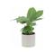 Pianta di Banano Musa Acuminata Dwarf Cavendish con Vaso in Ceramica Sesame - Altezza 35-45 cm Vaso