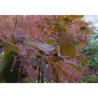 Perückenstrauch Cotinus, rotblättriger Zierstrauch mit rosa Blütenwuscheln 40-60