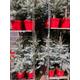 Containerised Blue Spruce (Christmas Tree) Approximately 1 Metre Height (Free UK )