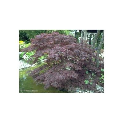 Super - Roter Japanischer Schlitzahorn 50cm