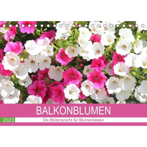 Balkonblumen. Die Blütenpracht für Blumenkästen (Tischkalender 2023 DIN A5 quer)