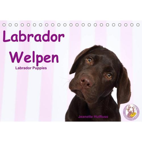 Labrador Welpen - Labrador Puppies (Tischkalender 2023 DIN A5 quer)