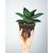 Thorsen's Greenhouse Live Assorted Haworthia Succulent Plant | 6 H x 4 D in | Wayfair 4 Haworthia