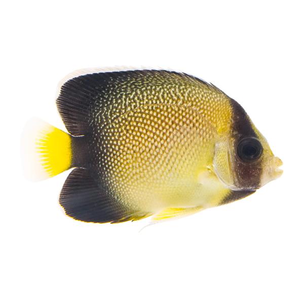 yellowtail-cream-angelfish--apolemichthys-xanthurus----medium/