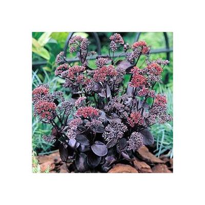 Fetthenne Purple Emporer, hohes Sedum mit rotem Blatt, mehrjährig Image