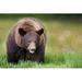 Loon Peak® Bears At Play III Metal | 32 H x 48 W x 1.25 D in | Wayfair DC2C011A8BD741EE95BD85046D157B75