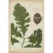 Gracie Oaks Oak Leaves & Acorns III Canvas | 18 H x 12 W x 1.25 D in | Wayfair 8478F77ABFFE4803A9B049BC31C76146
