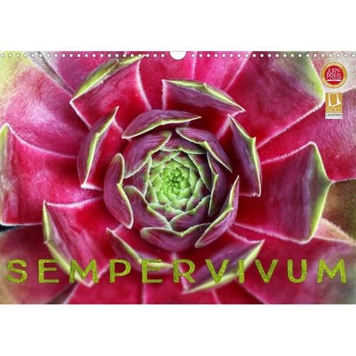 Sempervivum - Hauswurz (Wandkalender 2023 DIN A3 quer)