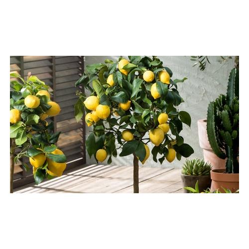 Zitronenbaum: 1