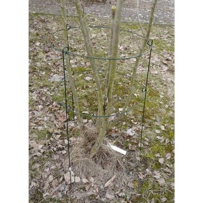 Grüner Jan - Rosenstütze Metall 60x35 Blumenstütze Strauchstütze Pflanzenhalter Staudenhalter Image