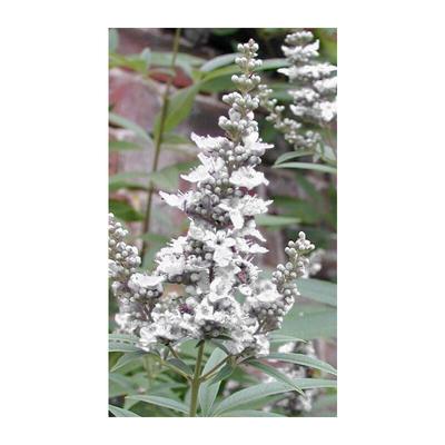 Mönchspfeffer in weiß, reichblühender Kleinstrauch mit großer Geschichte, Vitex Image