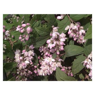 sehr schöne Rosendeutzie Deutzia Mont Rose 60 - 80 cm