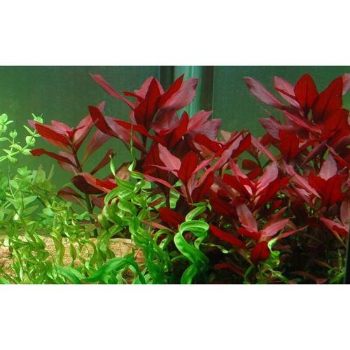 Pflanzen Set 6 schöne rote Topf Pflanzen Aquariumpflanzenset Nr.10 - Tropica