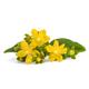 Herb Plants - St John's Wort - Hypericum - Full Plants in 9cm Pots - Garden Ready + Ready to Plant - Premium Quality Plants