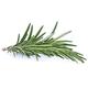 Herb Plants - Rosemary 'Mrs Jessops' - 6 x Plug Plant Pack - Garden Ready + Ready to Plant - Premium Quality Plants