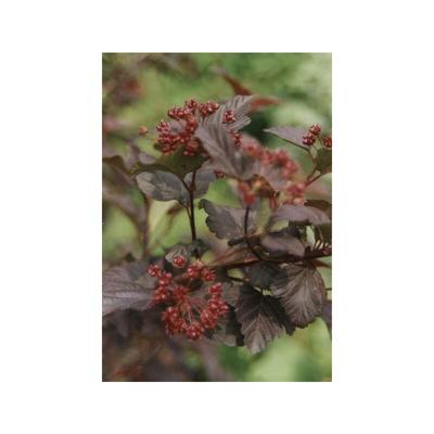 Teufelsstrauch Physocarpus Diabolo 70 - 100 cm