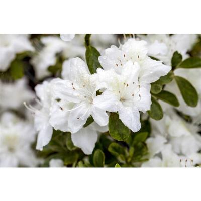 Japanische Azalee 'Diamant Weiß'® Rhododendron obt.'Diamant Weiß' -R- C 2 15- 20 Image