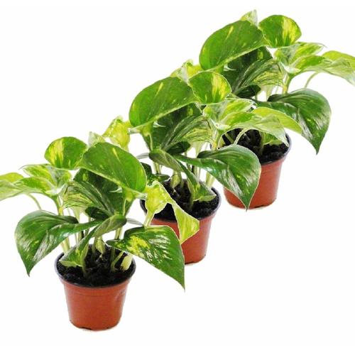 Exotenherz - 3er Set Efeutute - Scindapsus - Epipremnum - 12cm Topf
