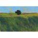 Red Barrel Studio® Lone Hedgerow Tree by Paul Bailey - Wrapped Canvas Print Canvas in White | 24 H x 36 W x 1.25 D in | Wayfair