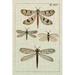 Rosalind Wheeler Dragonfly Study I Canvas | 12 H x 8 W x 1.25 D in | Wayfair 169FE8E6D7B44A76A5CEFA8EA1880E96
