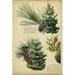 Loon Peak® Red Pine & Eastern White Pine Canvas | 12 H x 8 W x 1.25 D in | Wayfair A7FA37E341624DDDBD3C4BDBC60CE275