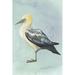 Rosecliff Heights Watercolor Beach Bird III Canvas | 12 H x 8 W x 1.25 D in | Wayfair B13EB883E95B4A61B4B203C036C990FD