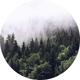 Fototapete - Foggy Forest | Designwalls 2.0 | Wald Baum Natur | 1,4 m x 1,4 m - Grün