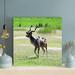 Loon Peak® Brown Deer On Green Grass Field 2 - 1 Piece Square Graphic Art Print On Wrapped Canvas in Brown/Gray/Green | 16 H x 16 W x 2 D in | Wayfair