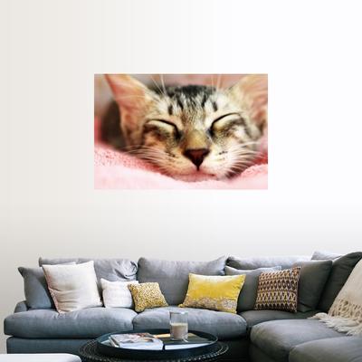 "Cute kitten that looks like tiger sleeping on pink blanket." Poster Print - Multi