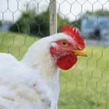 Fencer Wire Poultry Netting Galv 20G 1" Mesh Metal in White | 2.8 H x 37 W x 2.4 D in | Wayfair 308410B