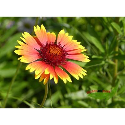 3 Kokardenblume Kobold niederer üppiger Sommerblüher Image