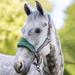 LeMieux Vogue Halter & Lead - Cob - Hunter Green - Smartpak